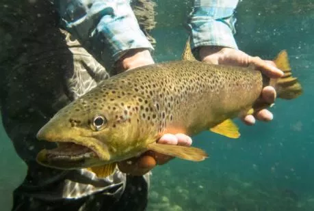 fisketegn til kystfiskeri